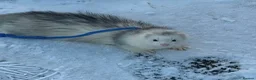 Ferret rodents for sale: ANGELICFERRETS IS BACK - Advert 5