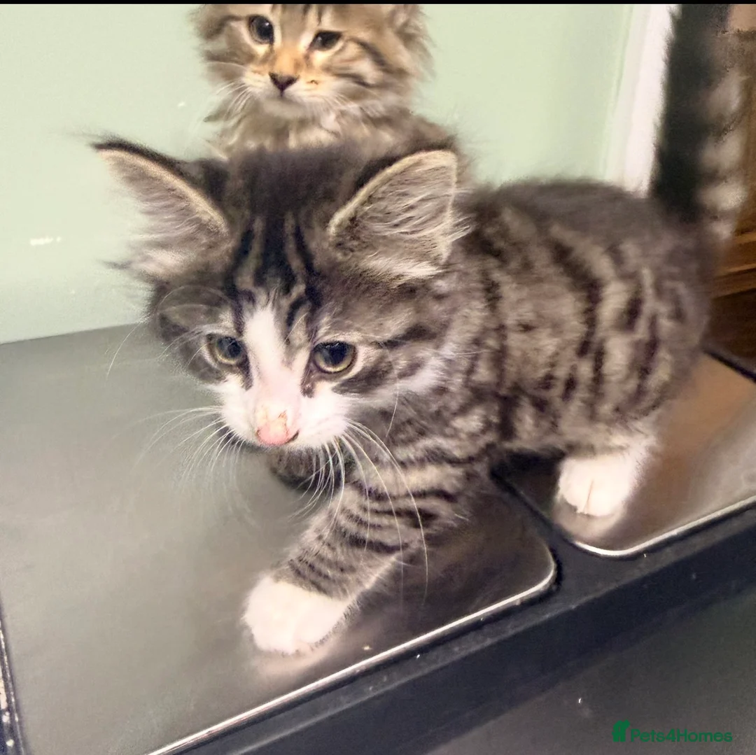 Mixed Breed cats for sale: 2 beautiful girl kittens Ready Now !!! - Advert 2