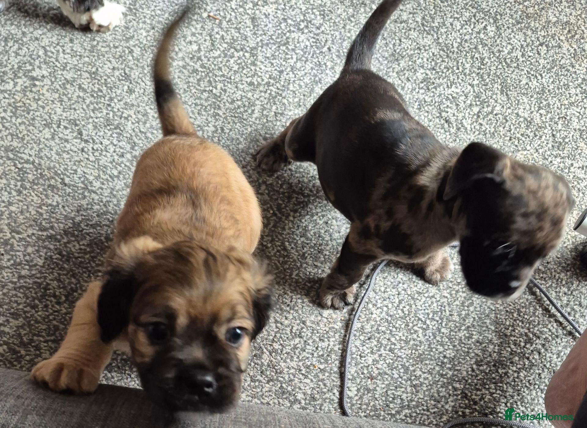Pug dogs F1b Cocker Pug 1 Girl 1 boy left! - Advert 20