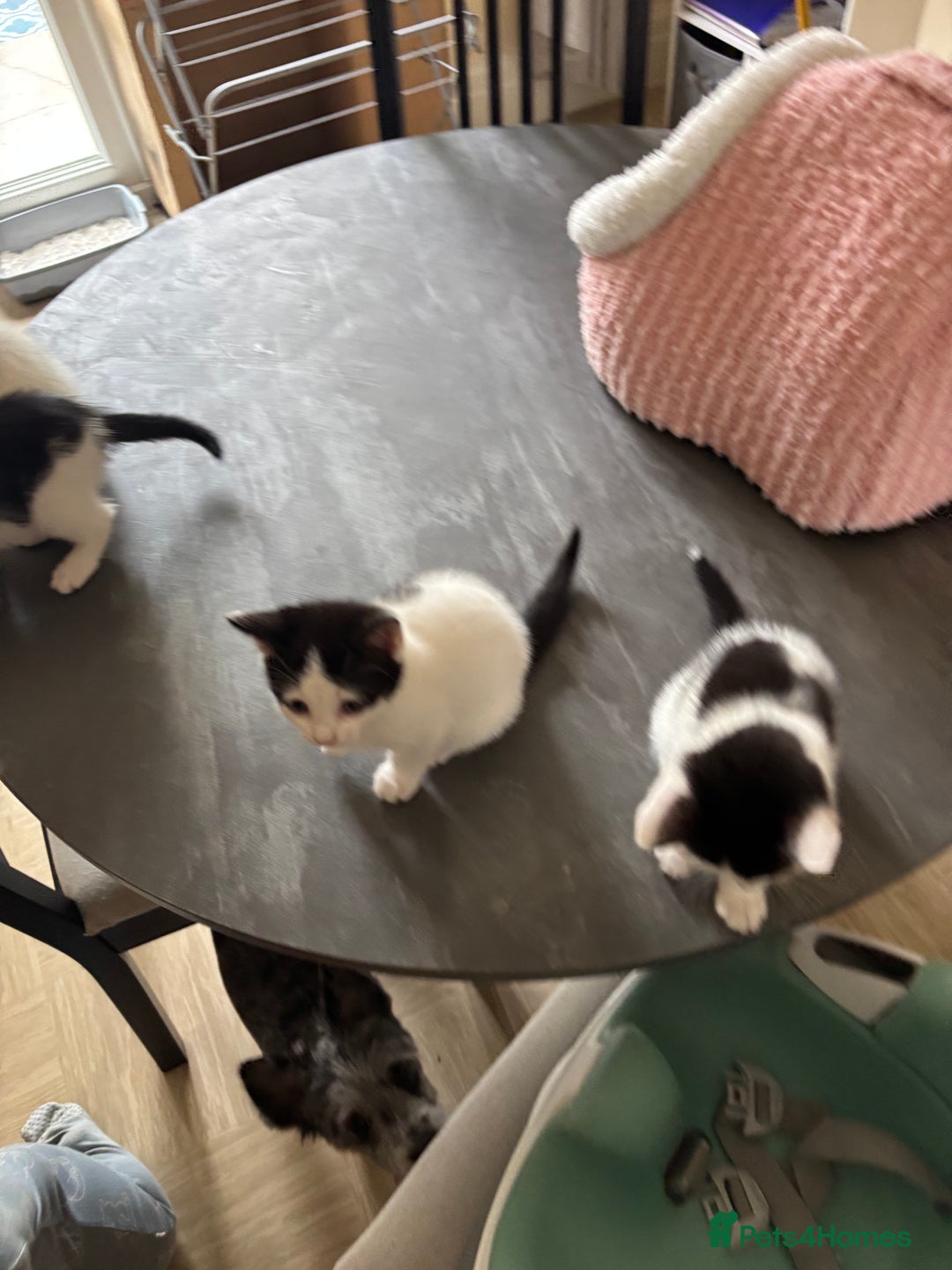 Mixed Breed cats for sale: Kittens for sale - Image 2