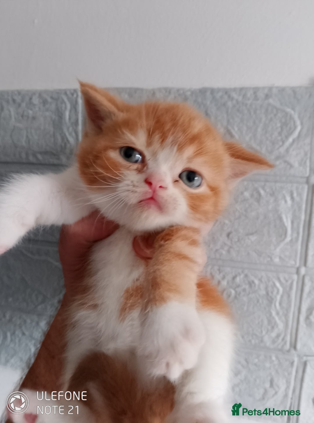 British Shorthair cats for sale: Beautiful exotic British Shorthair  - Advert 9