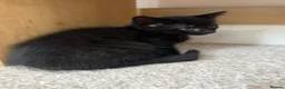 Mixed Breed cats for sale: Brownie, male kitten black with prominent stripes - Advert 9