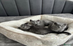 British Shorthair cats for sale: British shorthair kittens - Image 12