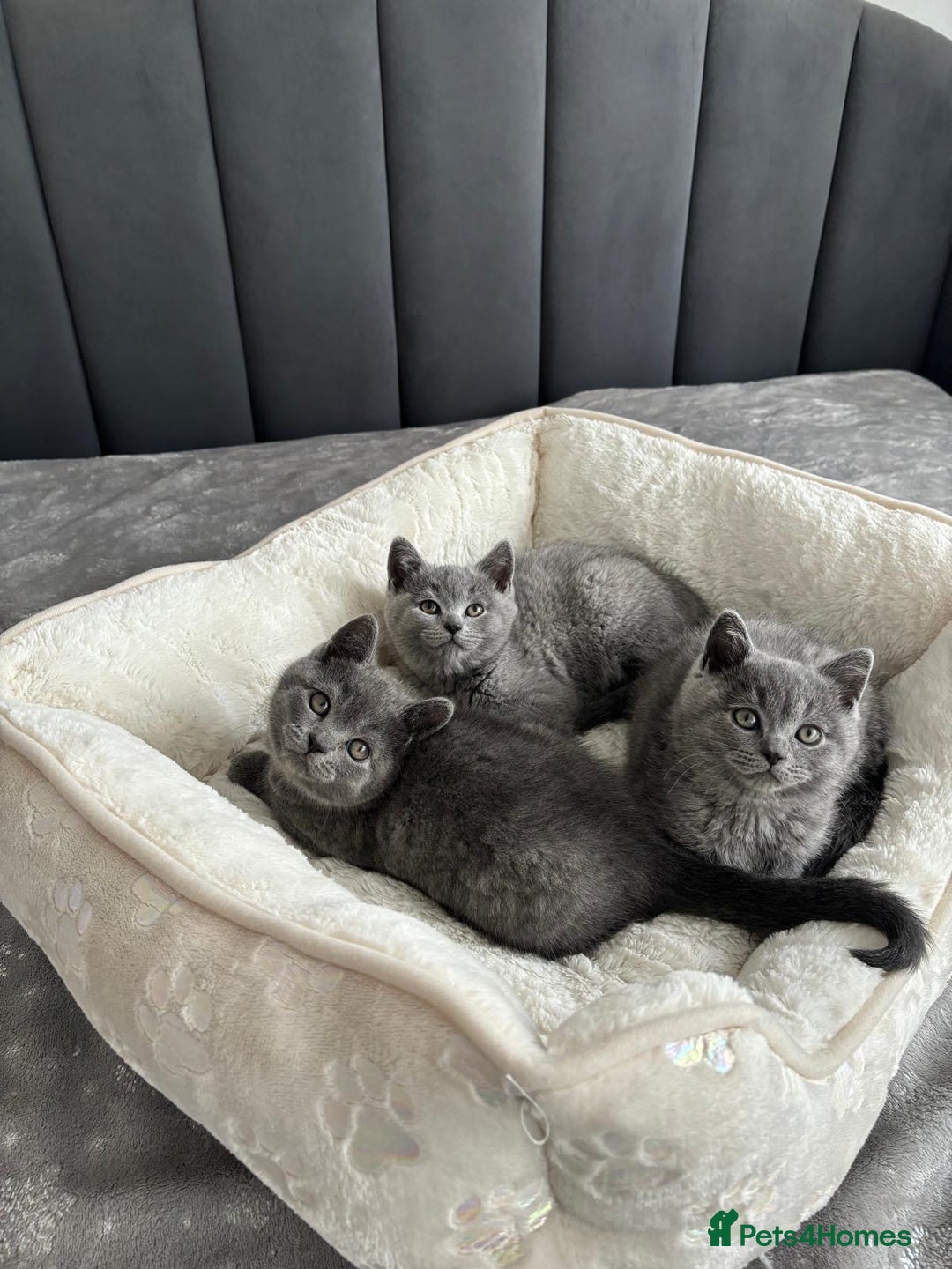 British Shorthair cats for sale: British shorthair kittens - Image 12