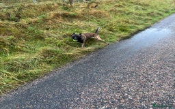 Belgian Shepherd Dog dogs for sale: Belgian mallinois  - Image 4