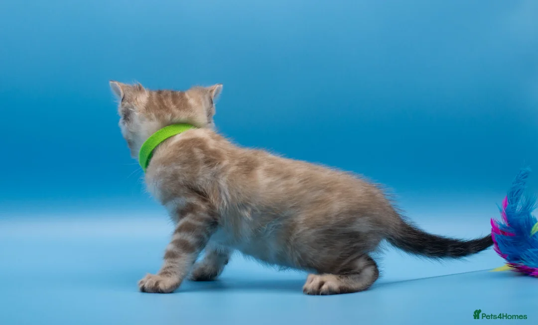 Bengal cats for sale: TICA Registered Bengal Kittens – Truly Magnificent - Advert 33