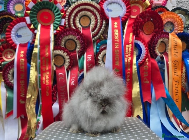 Lionhead rabbits Gorgeous Purebred Lionheads available - Advert 6