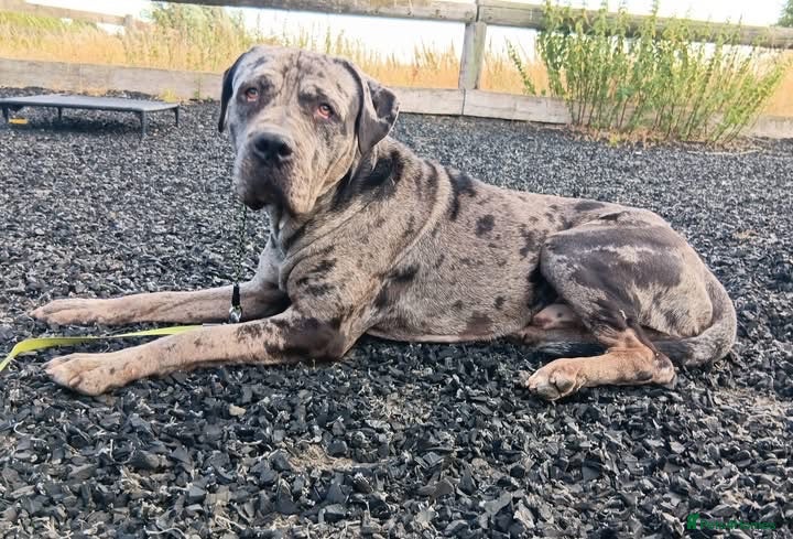 Mastiff dogs HANK -  - Advert 4