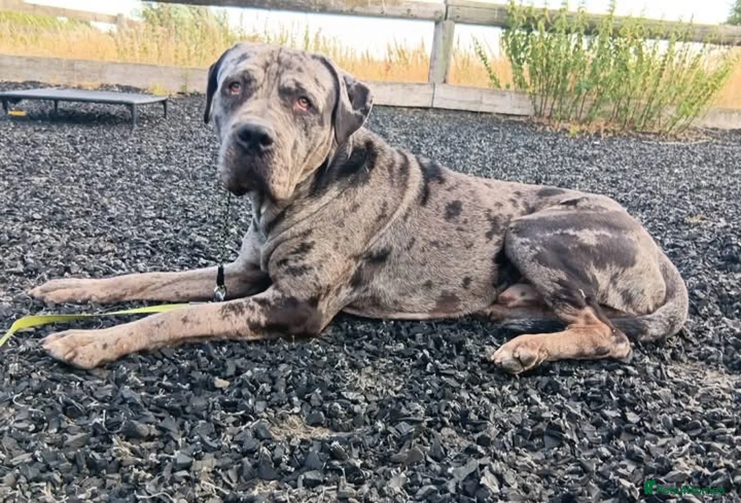 Mastiff dogs for adoption: HANK -  - Advert 1