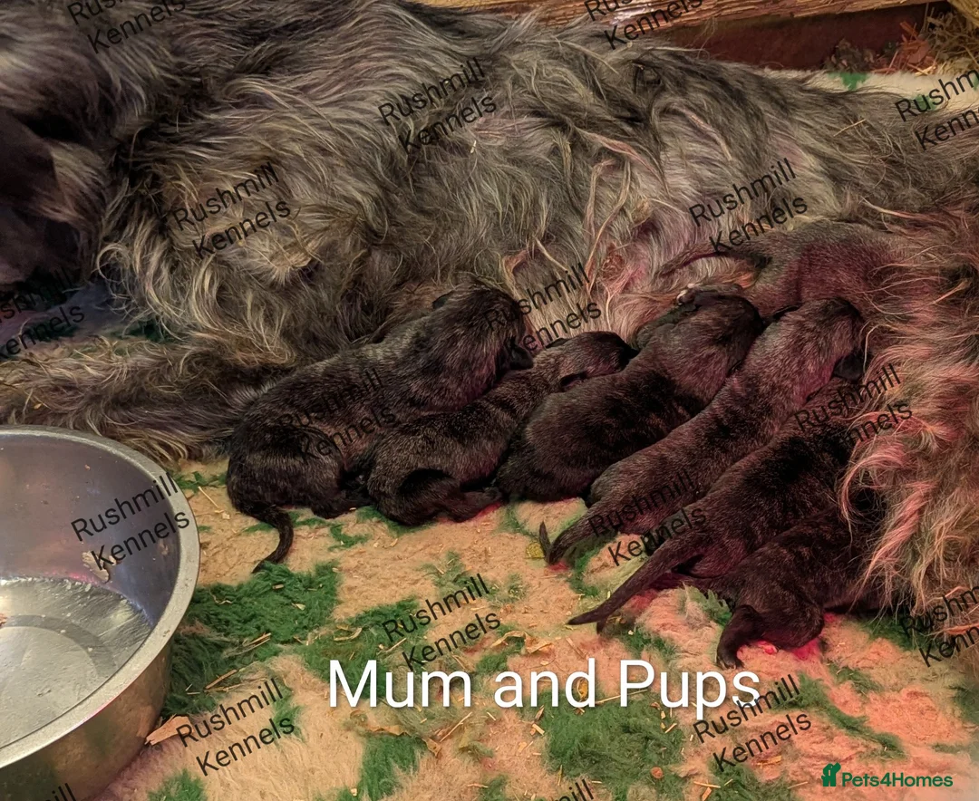 Deerhound dogs for sale: Deerhound/wolfhound pups - Advert 2