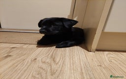Mixed Breed dogs for sale: Labrador Mix Breed - Image 6