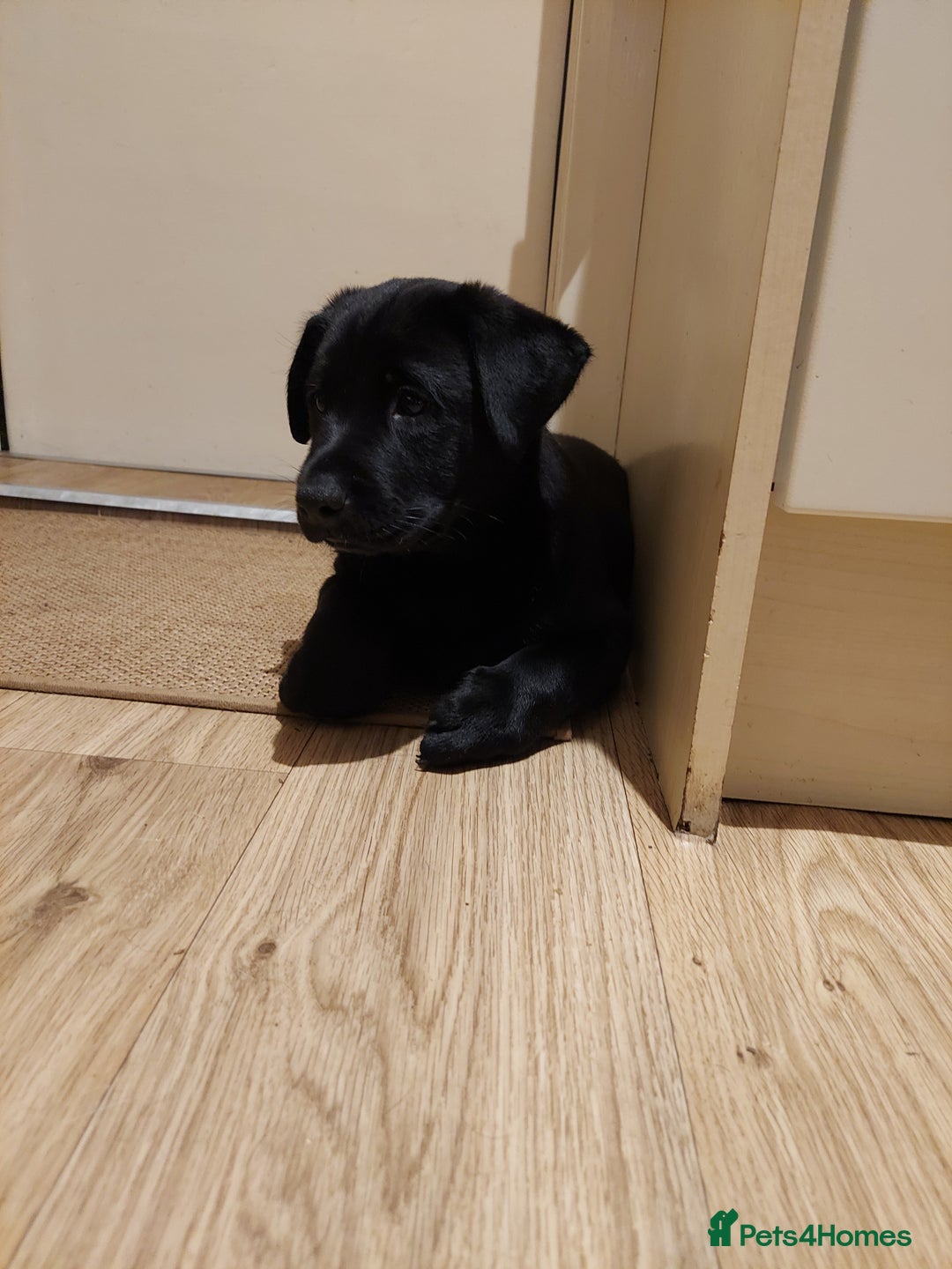 Mixed Breed dogs for sale: Labrador Mix Breed - Image 6