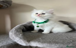 Turkish Angora cats for sale: Turkish Angora/Persian Chanchilla kittens for Sale - Image 2