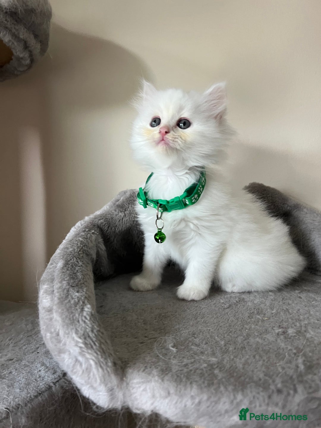 Turkish Angora cats for sale: Turkish Angora/Persian Chanchilla kittens for Sale - Image 2