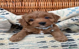 Cockapoo dogs for sale: ❤️ Tiny Deep Red Miniature F1b Cockapoo Pup's  - Image 5