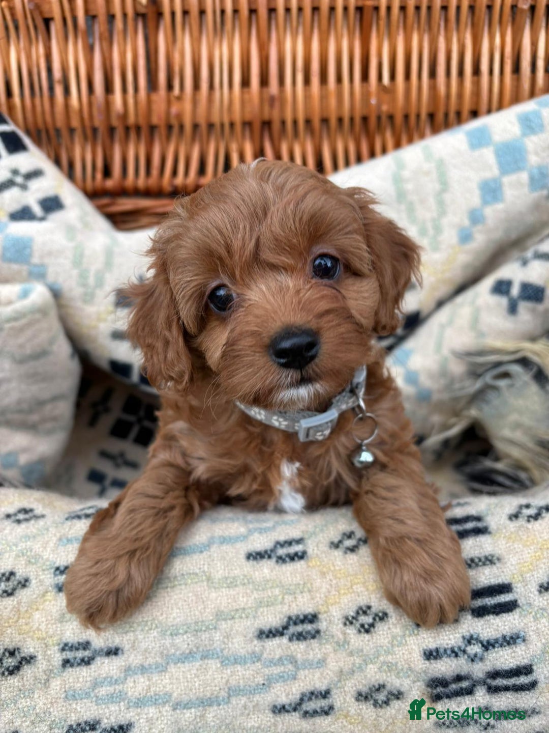 Cockapoo dogs for sale: ❤️ Tiny Deep Red Miniature F1b Cockapoo Pup's  - Image 5