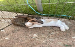 French Lop rabbits for sale: Baby lops  - Image 13