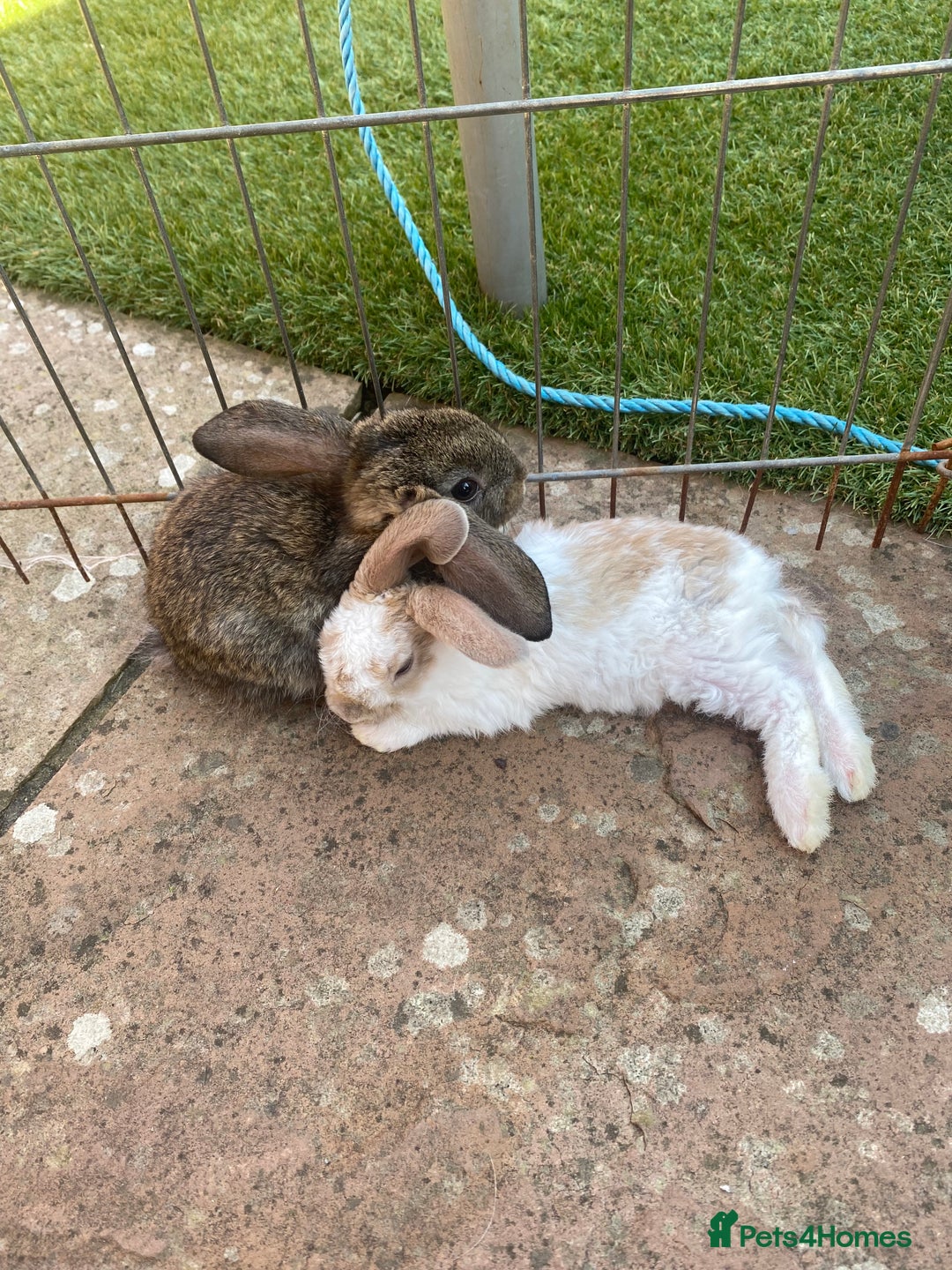 French Lop rabbits for sale: Baby lops  - Image 13