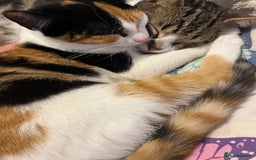 Domestic Shorthair cats for sale: British short hair kittens - Advert 9