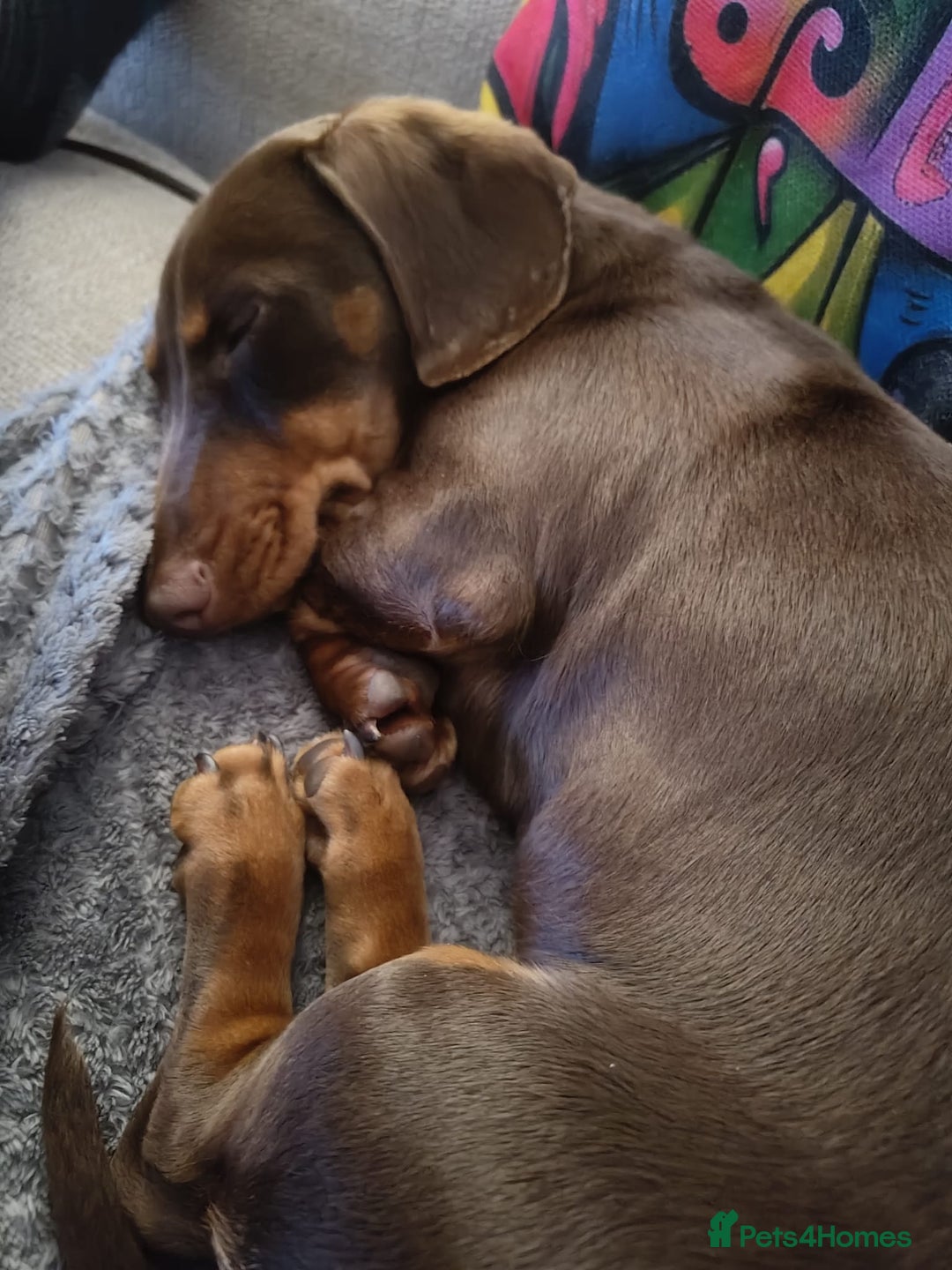 Dachshund dogs for sale: Two Dachshund Brothers - Image 7