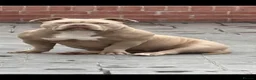 American Bully dogs for sale: Pocket Bullys  - Advert 24