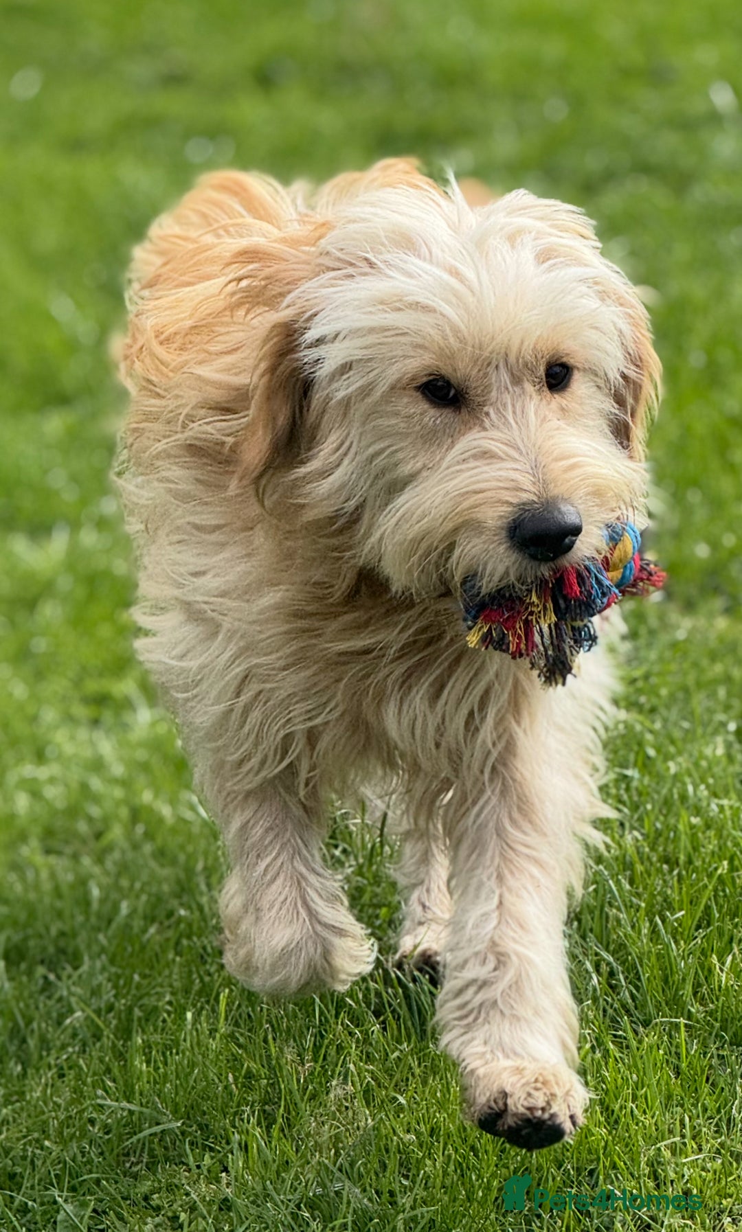Mini Goldendoodle dogs for sale: “Bailey” - Golden Goldendoodle Boy  - Image 5