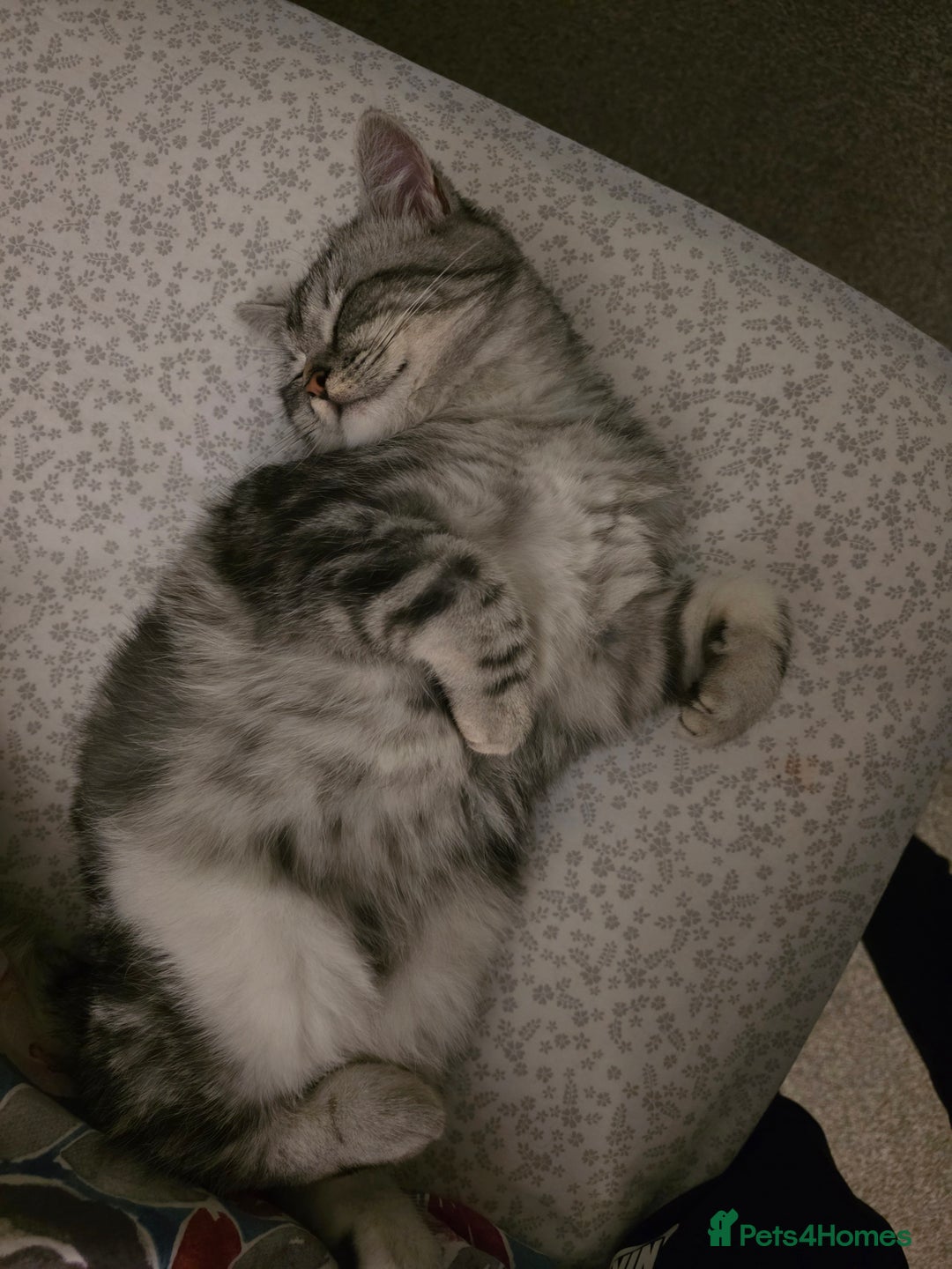 Persian cats for sale: Persian Chinchilla Silver - Advert 8