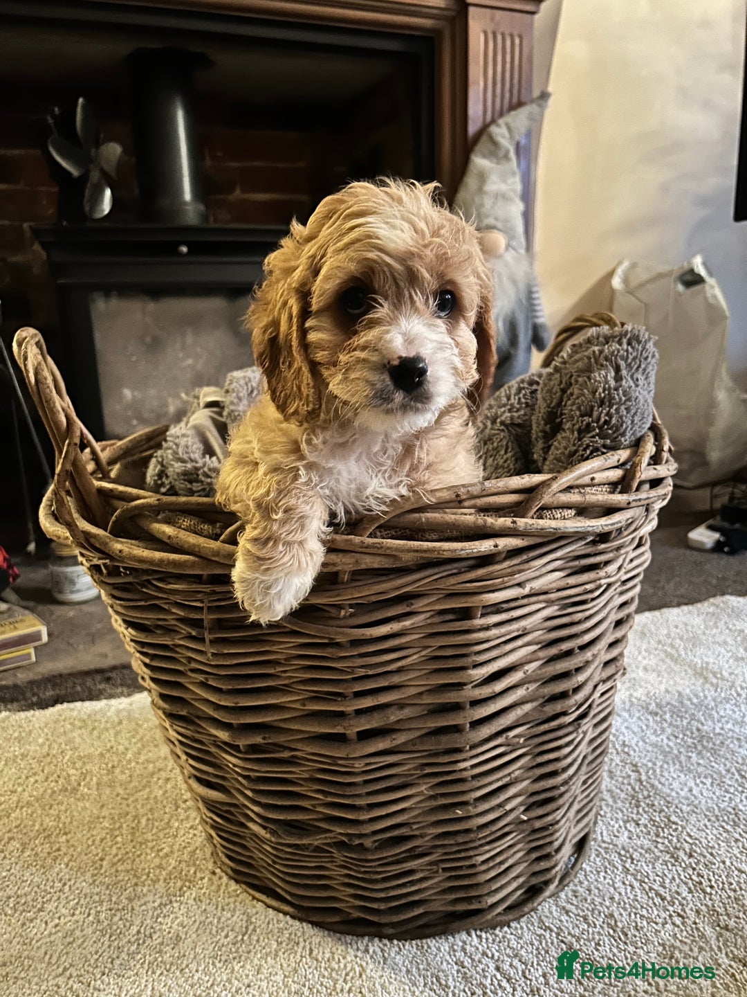 Cavapoo dogs for sale: Gorgeous Cavapoo Darlings  - Advert 2