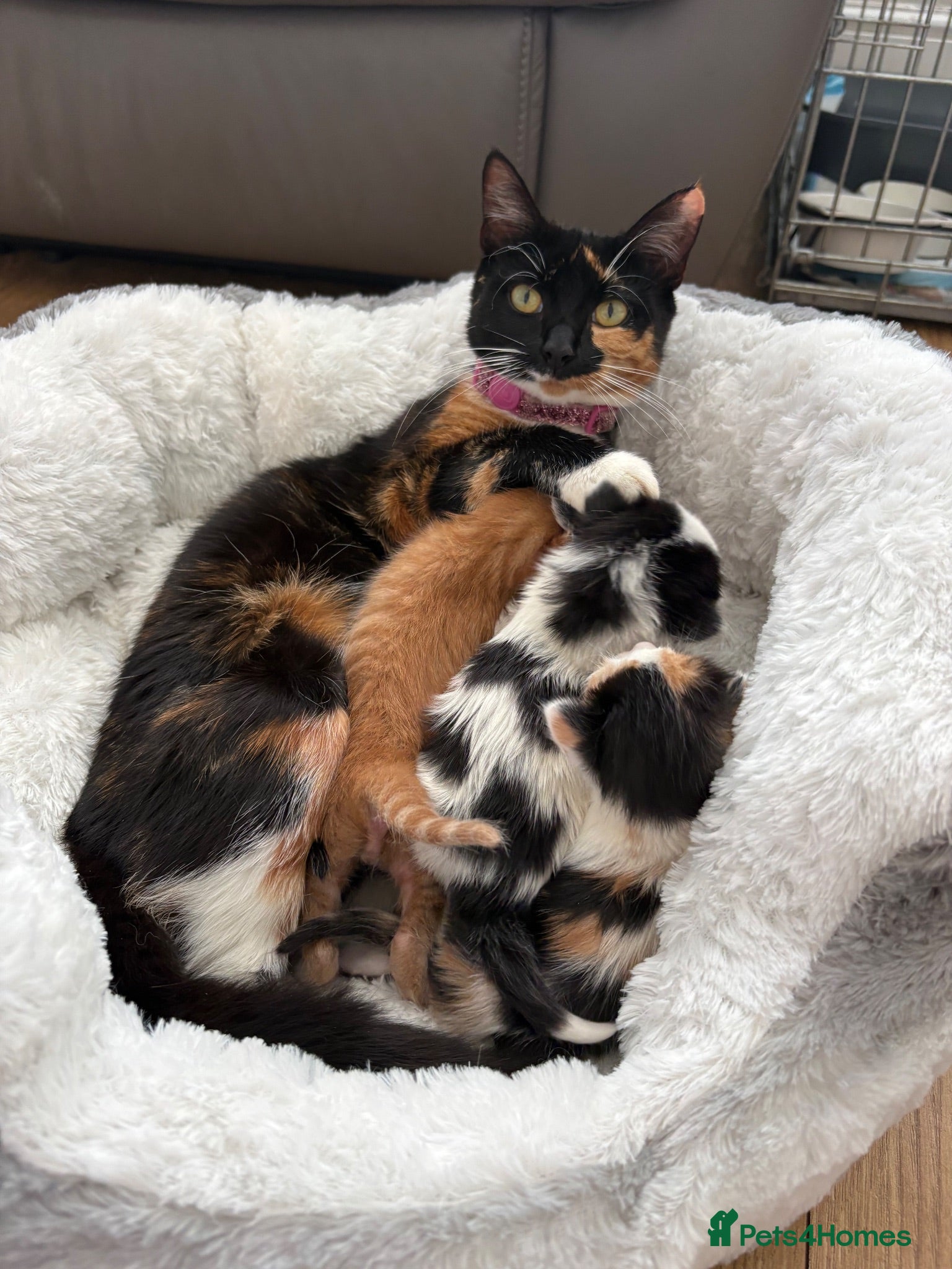 Mixed Breed cats Beautiful mixed kittens x5  - Advert 3