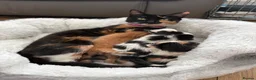 Mixed Breed cats for sale: Beautiful mixed kittens x5  in Derby - Advert 1