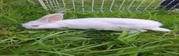 New Zealand rabbits for sale: Rabbit Pure White with Hutch and Food in Birmingham - Advert 3