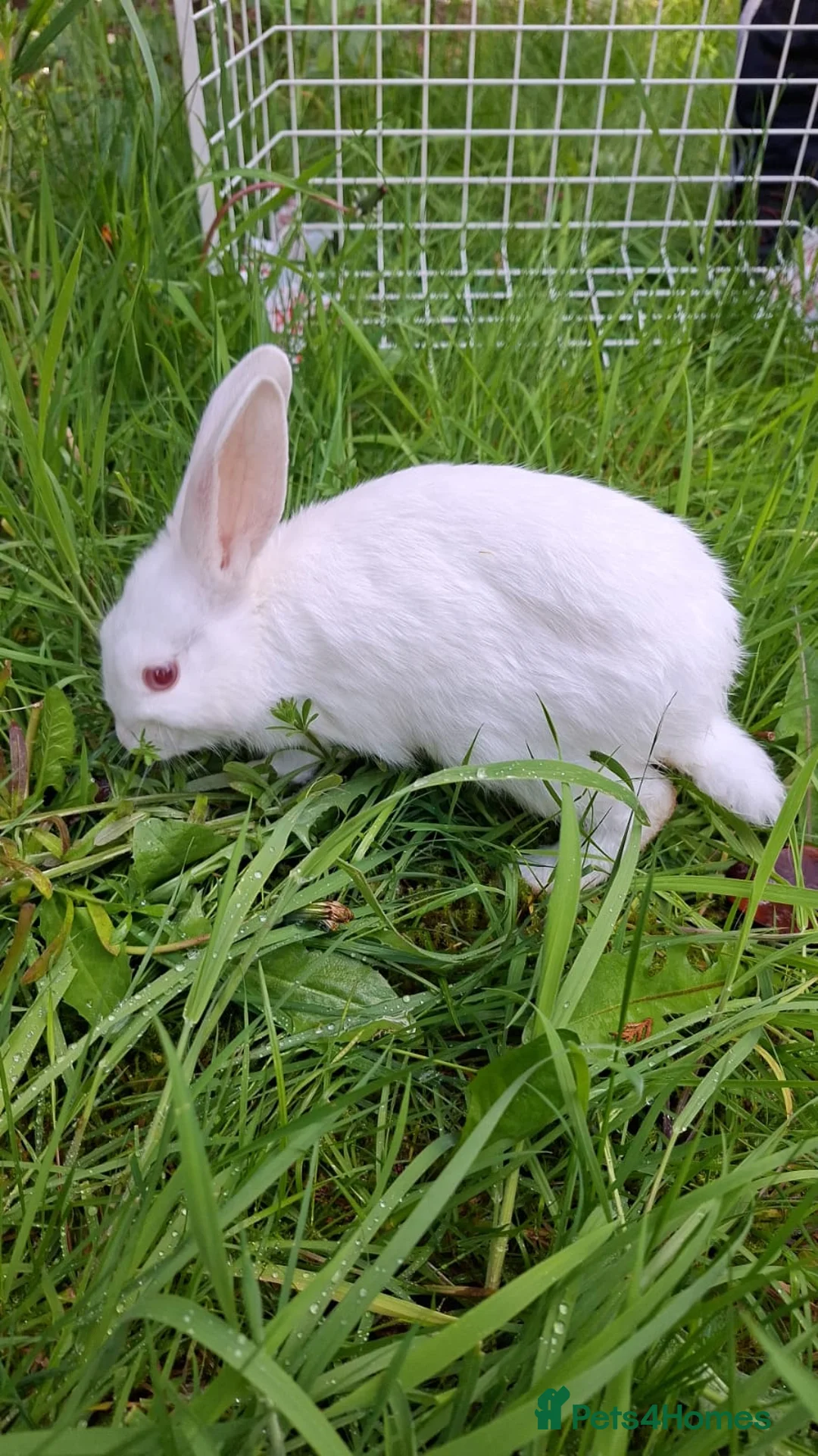 New Zealand rabbits for sale: Rabbit Pure White with Hutch and Food in Birmingham - Advert 3