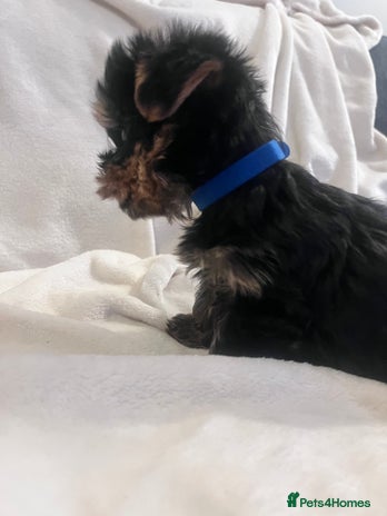 Yorkshire Terrier dogs - Advert 2