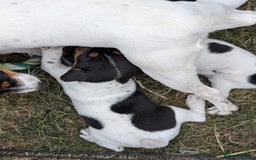 Jack Russell dogs for sale: Jack Russell puppys - Image 9