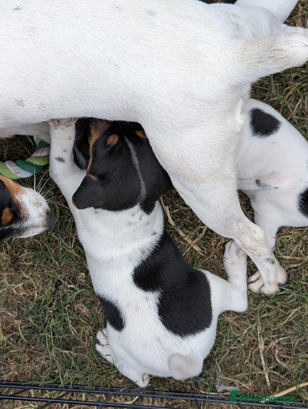 Jack Russell dogs for sale: Jack Russell puppys - Image 9