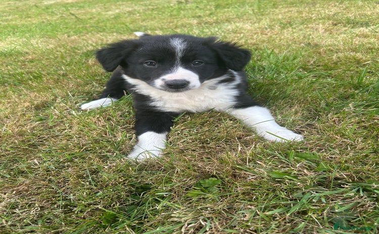 Border Collie dogs - Advert 14