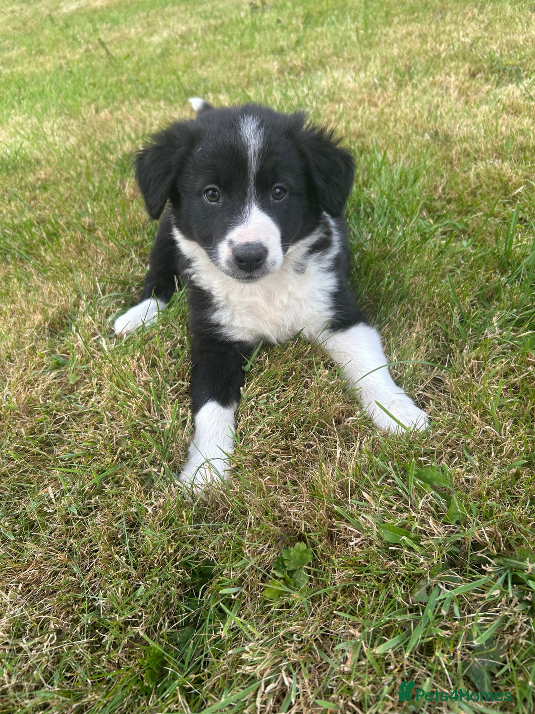 Border Collie dogs for sale: Beautiful Collie Pups - Image 1