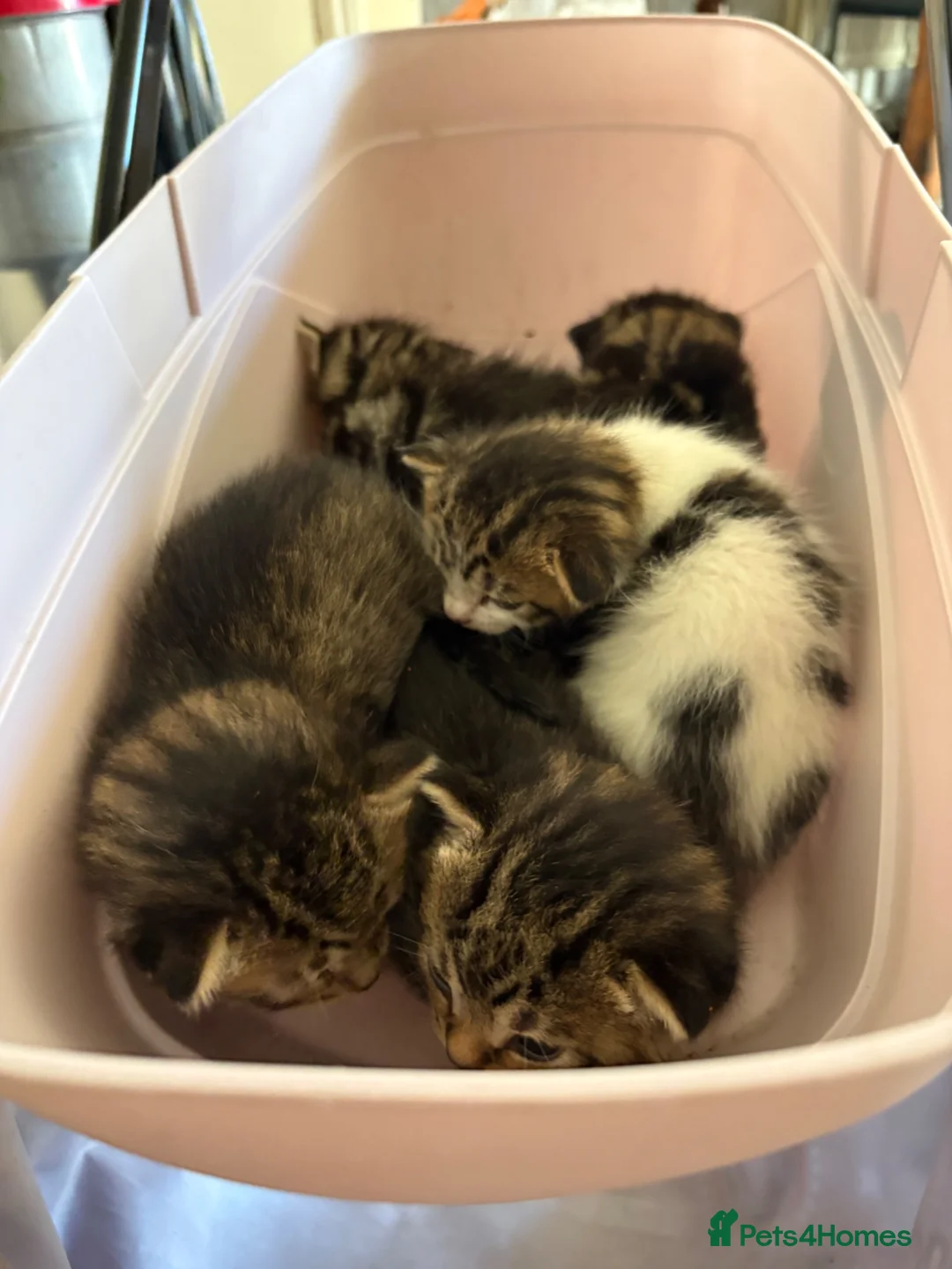 Mixed Breed cats for sale: 12 kittens available - Advert 29