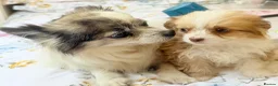 Chihuahua dogs for sale: Chihuahua puppies - Advert 4