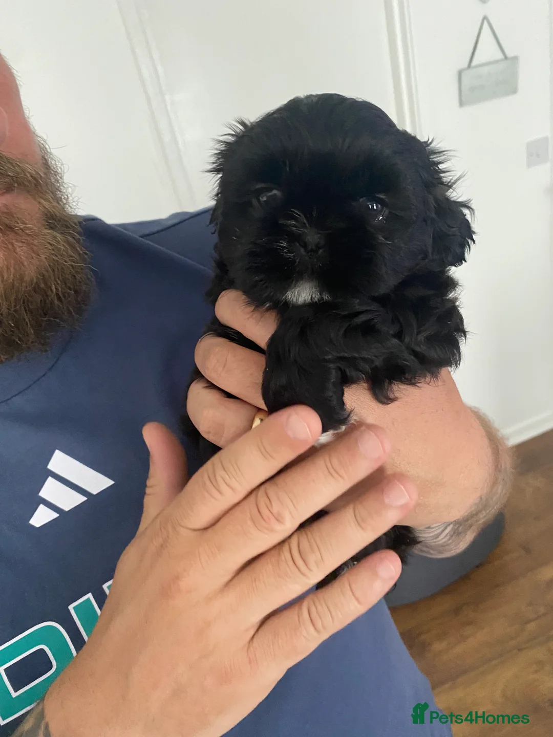 Shih Tzu dogs for sale: Imperial shih tzu puppies  - Advert 2