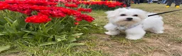 Maltese dogs for stud: Available for stud - Advert 4