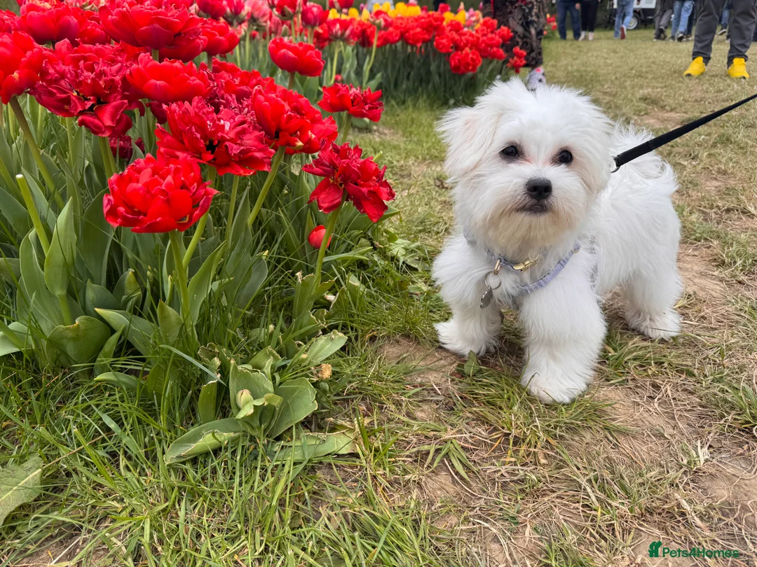 Maltese dogs for stud: Available for stud - Advert 4