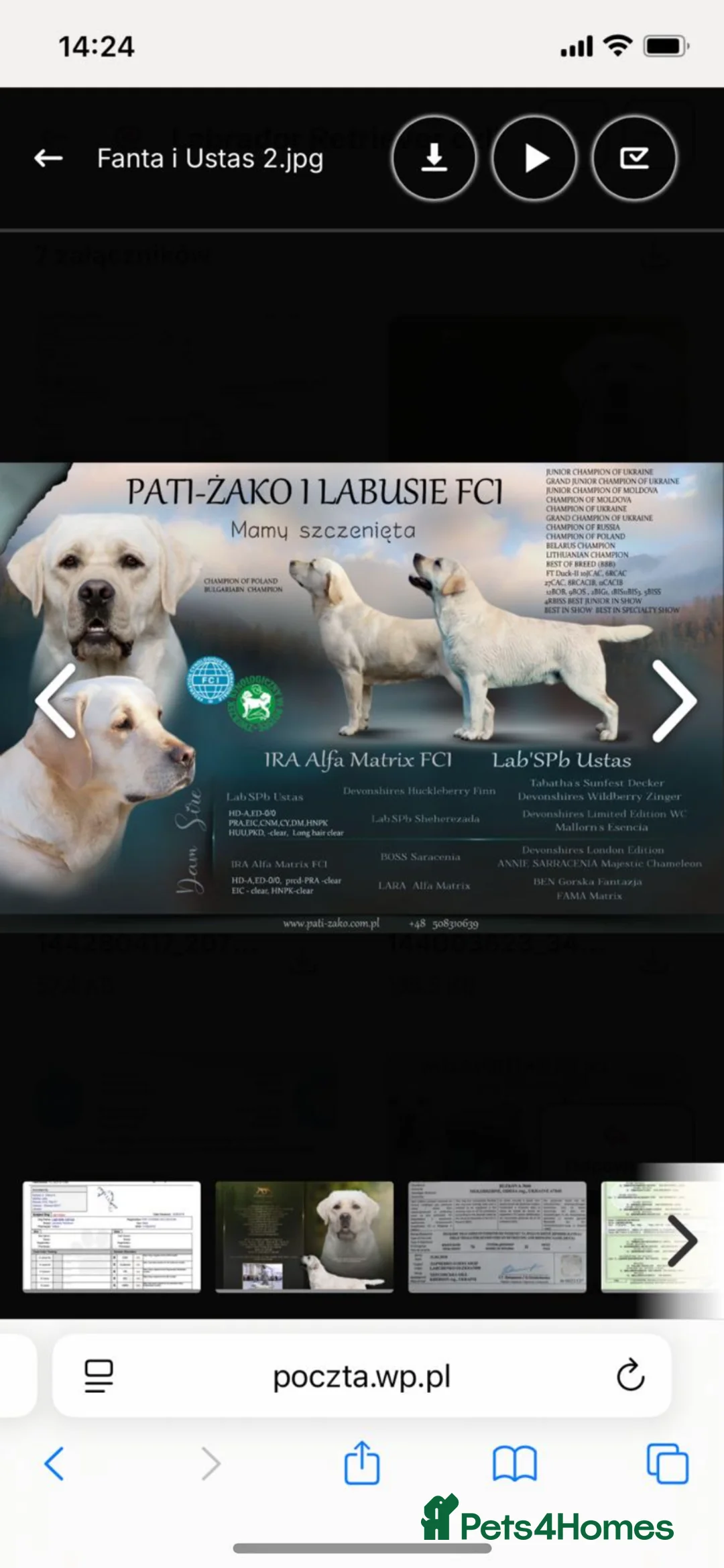 Labrador Retriever dogs for sale: Labrador retriver - Advert 2