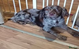 Cocker Spaniel dogs for sale: Working cocker spaniel puppies  - Image 7