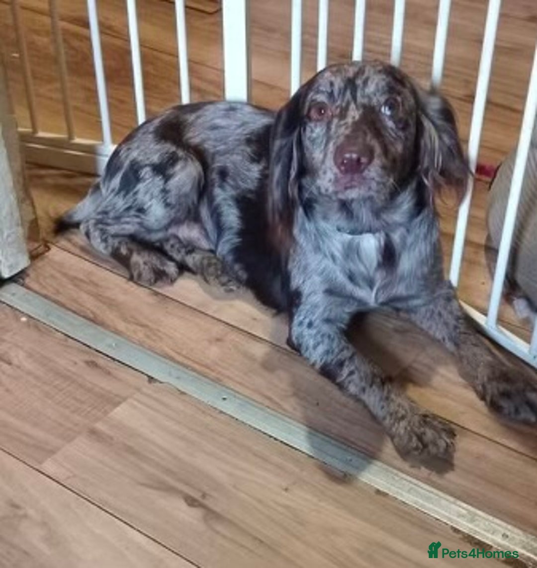 Cocker Spaniel dogs for sale: Working cocker spaniel puppies  - Image 7