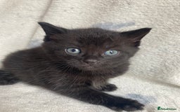 Maine Coon cats for sale: Main coon x  - Image 19