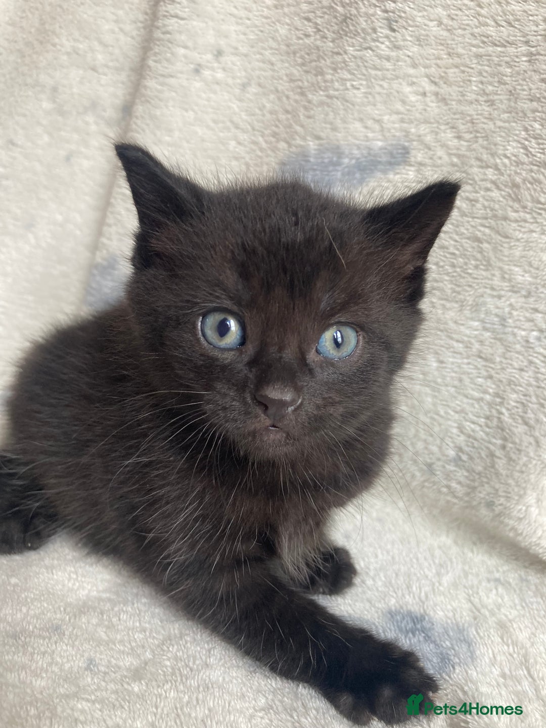 Maine Coon cats for sale: Main coon x  - Image 19