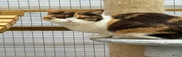 British Shorthair cats for sale: British shorthair  - Advert 1
