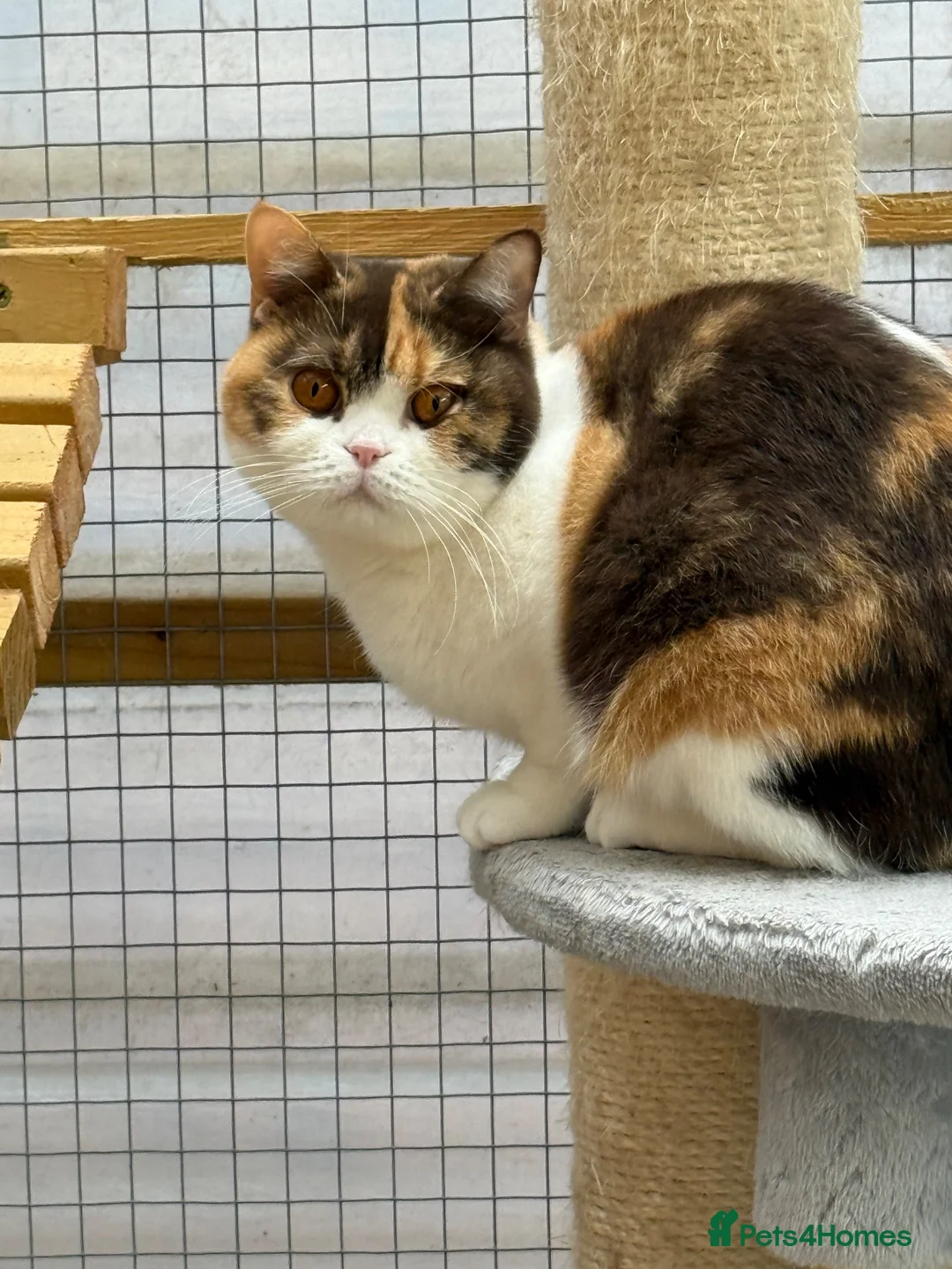 British Shorthair cats for sale: British shorthair  - Advert 1