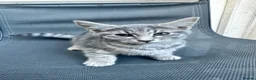 Mixed Breed cats for sale: 6 Beautiful Kittens Looking for Forever Homes - Advert 4
